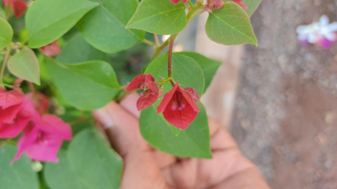 Kanthi Resorts Badami Bāgalkot Екстериор снимка
